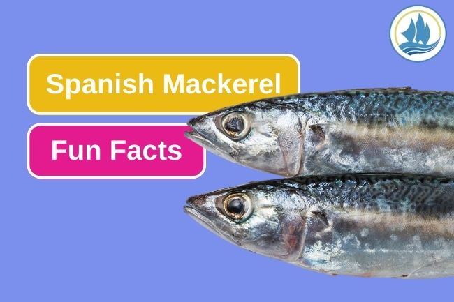 10 Spanish Mackerel Fun Facts You Need to Know
